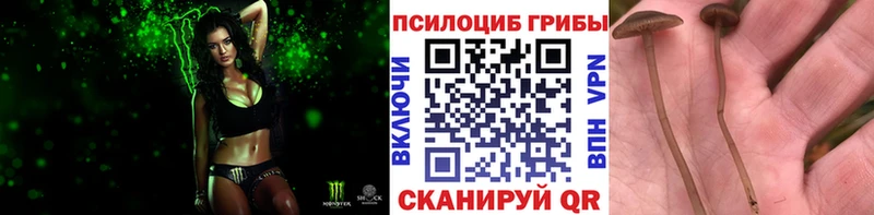 Псилоцибиновые грибы мицелий  ссылка на мегу как зайти  Великие Луки  цена наркотик 